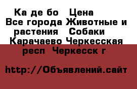 Ка де бо › Цена ­ 25 - Все города Животные и растения » Собаки   . Карачаево-Черкесская респ.,Черкесск г.